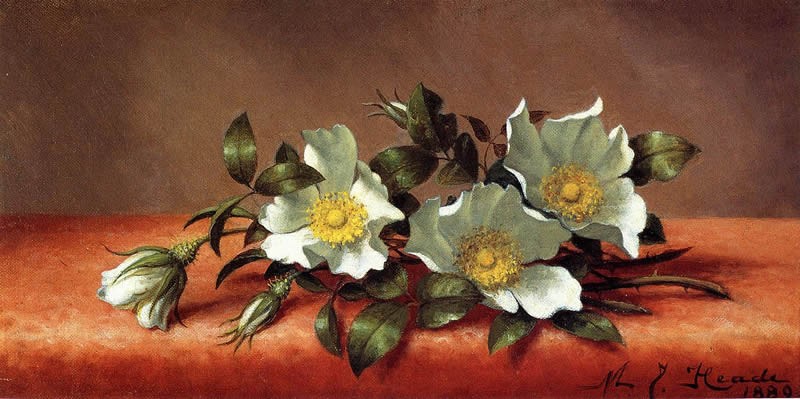 Martin Johnson Heade The Cherokee Rose